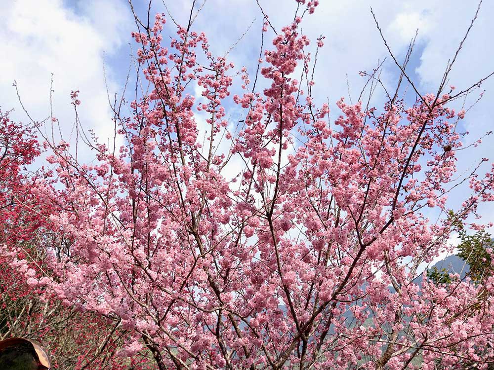 櫻花樹