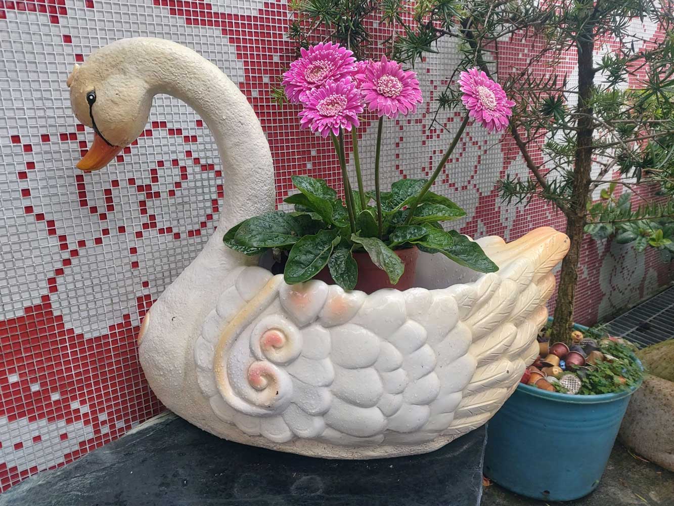 天鵝盆栽