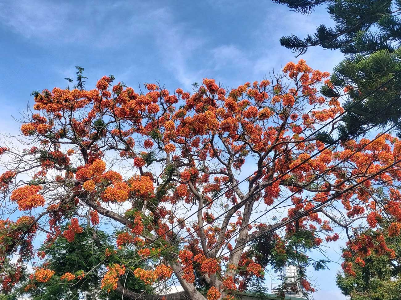 鳳凰樹黃花種
