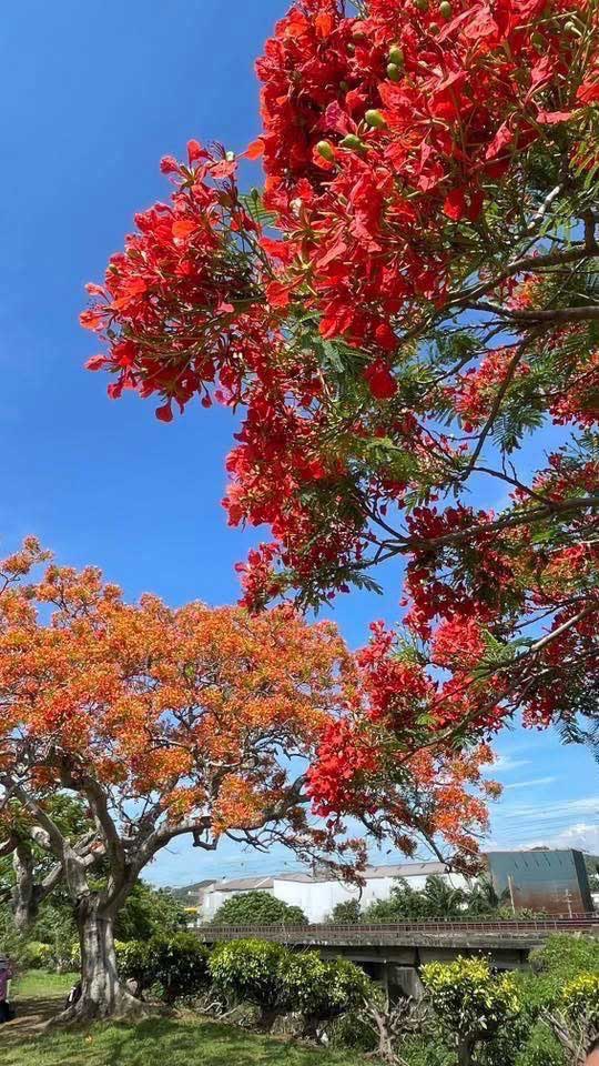 鳳凰樹黃花種-2