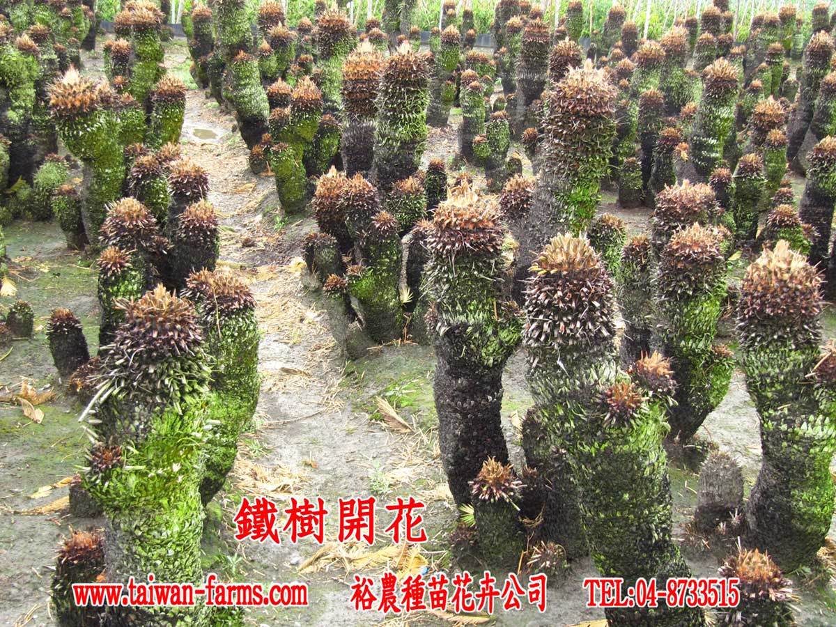 鐵樹開花