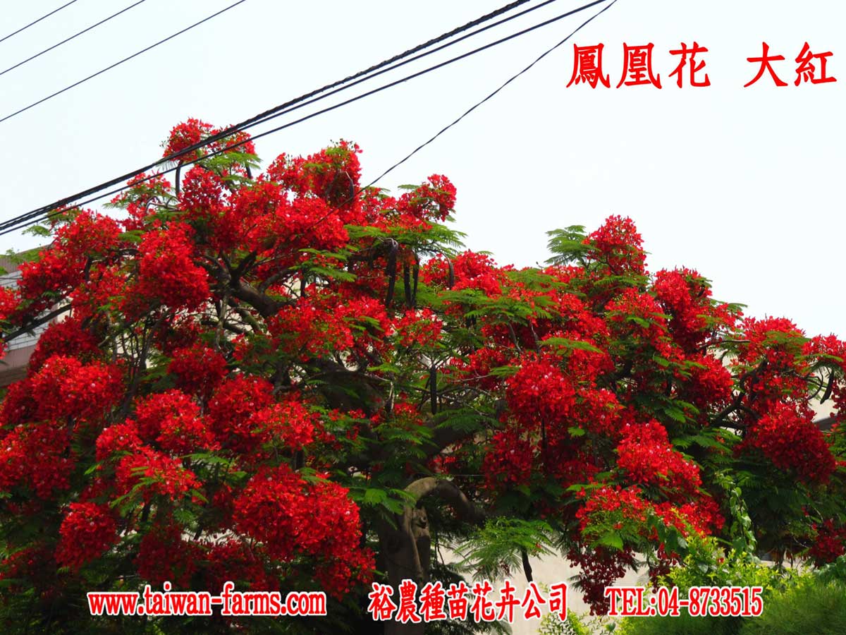 鳳凰樹黃花種