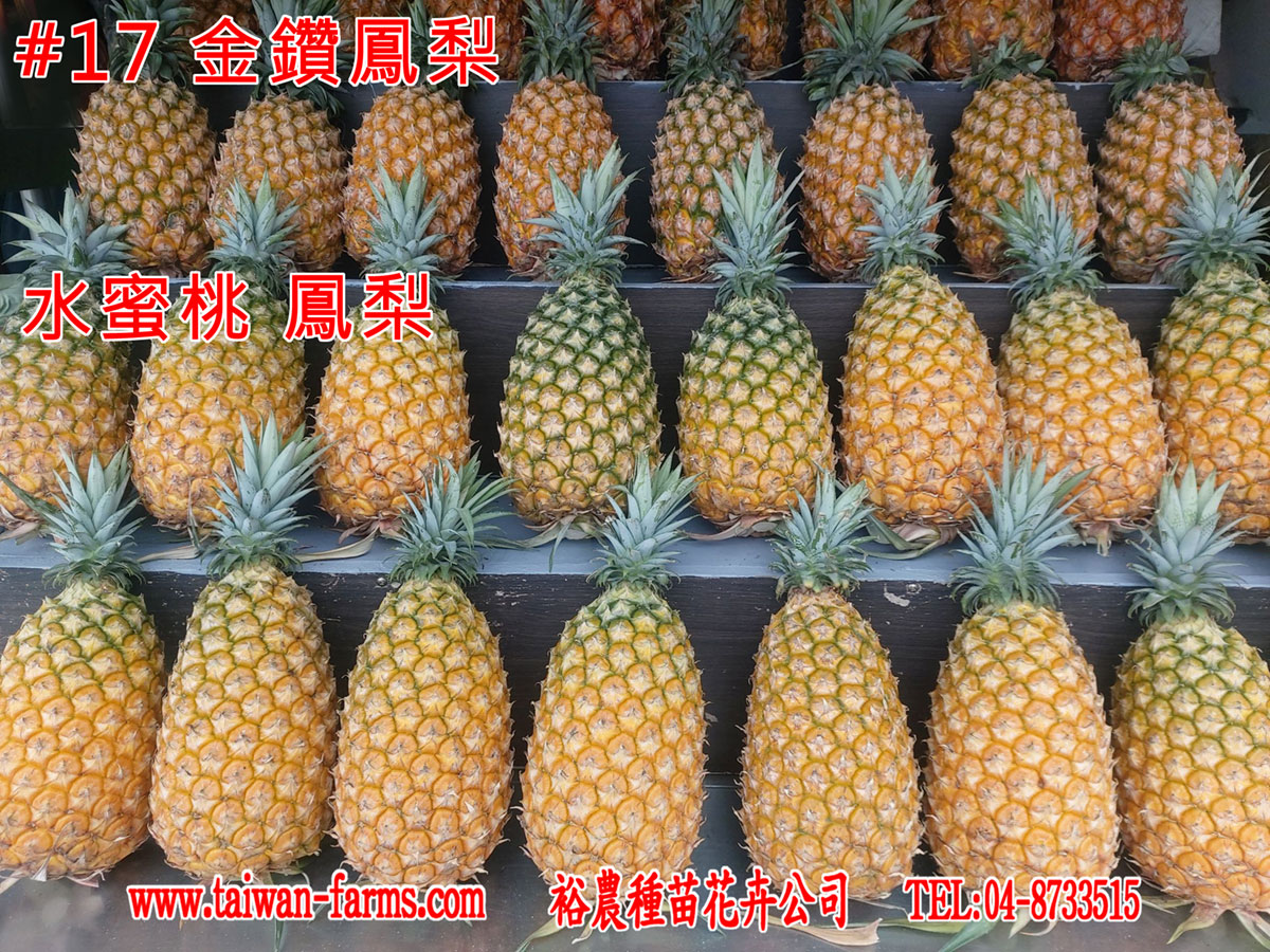 17號金鑽鳳梨 水蜜桃鳳梨