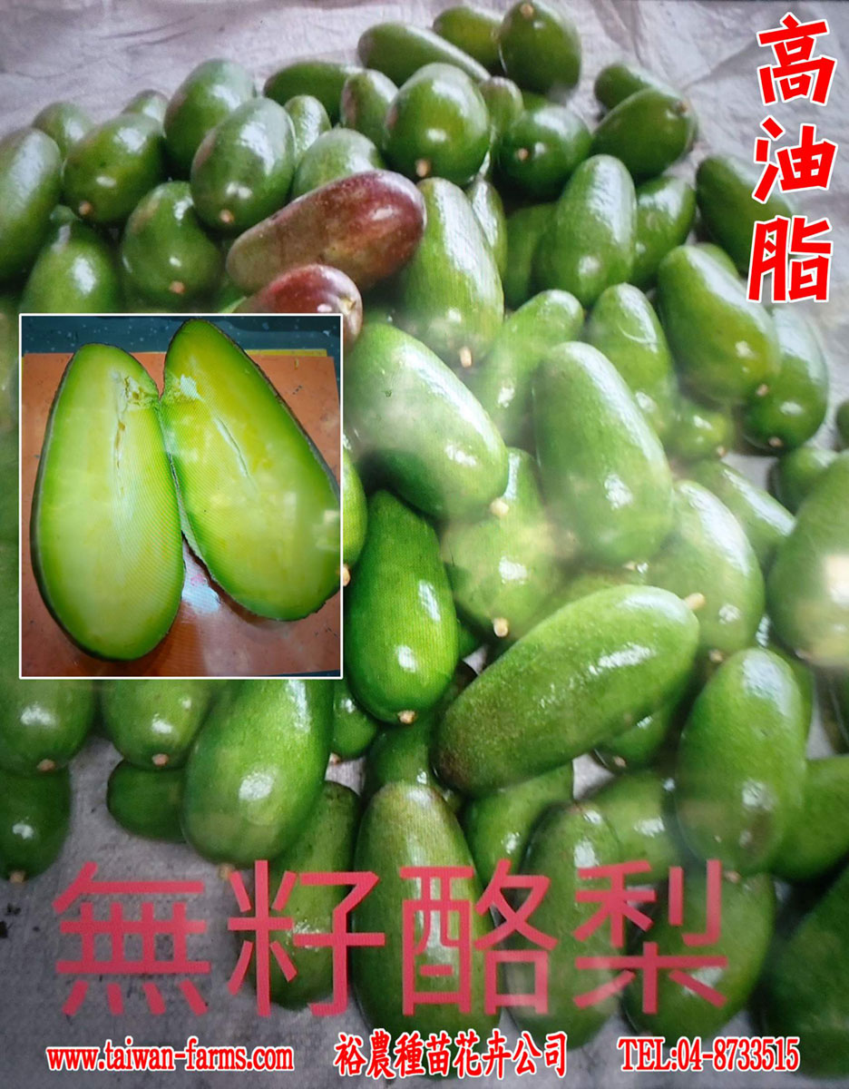 無籽酪梨