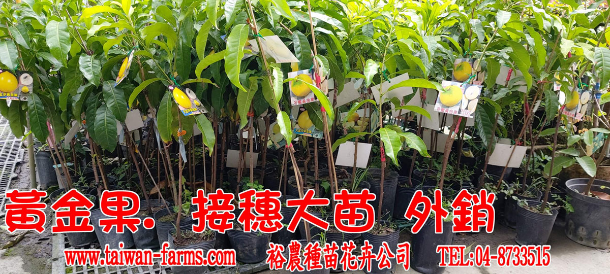 黃金果 接穗大苗外銷